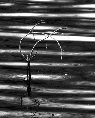 ripples