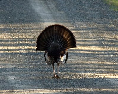 turkey butt