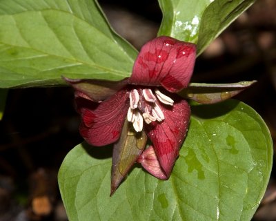 Trillium erectum