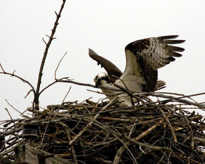 nest building