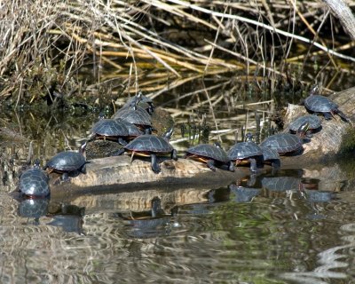 turtle day
