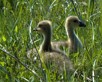 goslings
