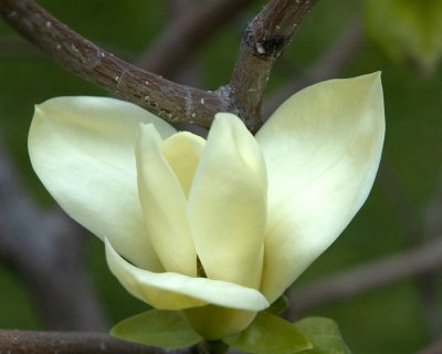 magnolia