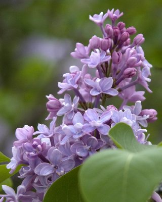 Rochester Lilac Festival