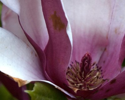magnolia 2