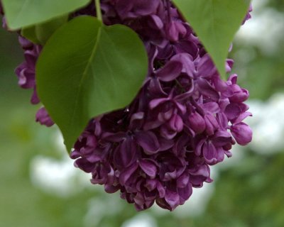 lilac 2