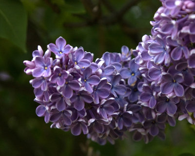 lilac 3