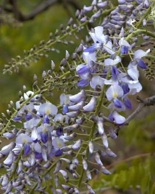 wysteria 2