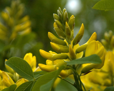 yellow & green