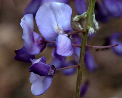 wysteria 3