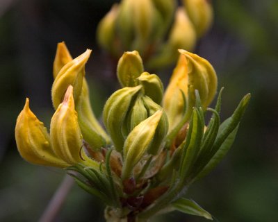 rhododendren 3
