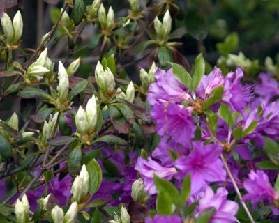 azelea