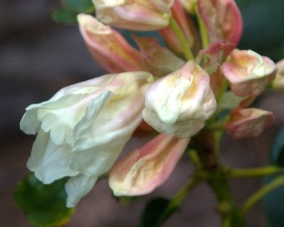 rhododendren 5
