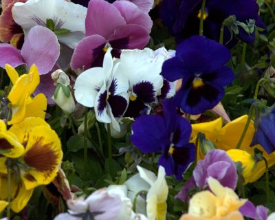 pansies