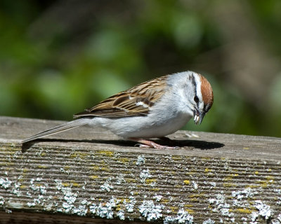 chirp