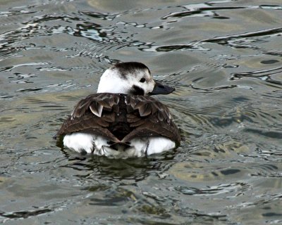 duck butt