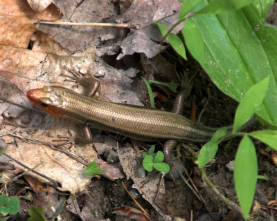 skink