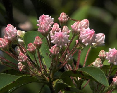 Laurel 6