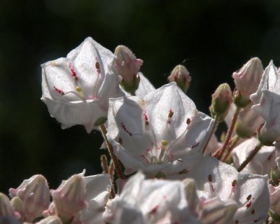Laurel 15
