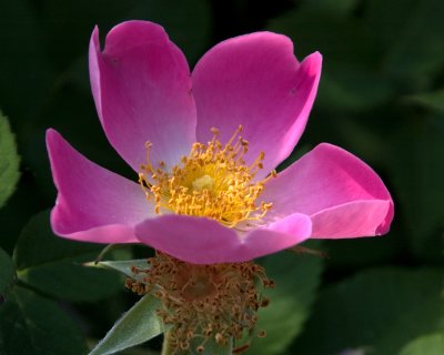 just a rose