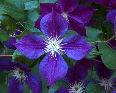 Clematis