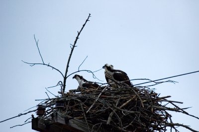 Osprey 9