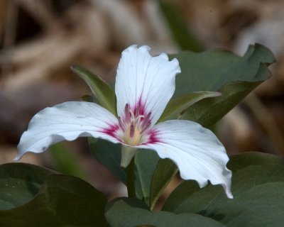Painted Trillium 11