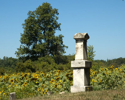 sunflowers