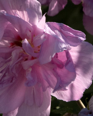 rose of sharon