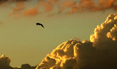 bird sky cloud