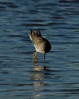 Lesser Yellowlegs