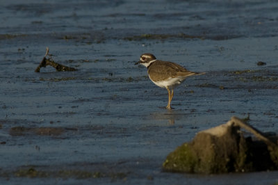 on the mudflats