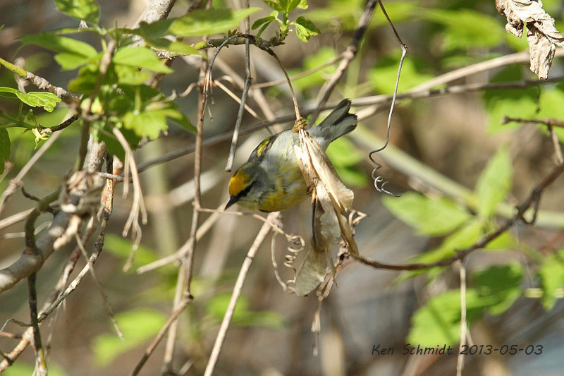 Blue-winged X Golden-winged Hybrid