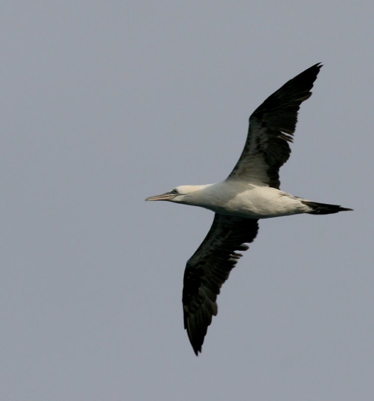 Gannet ,Northern