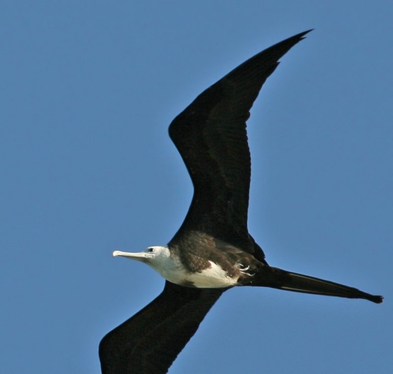 Juvenile Magnificent Frigatebird