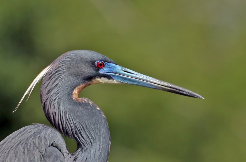 Tricolored Heron, 2007