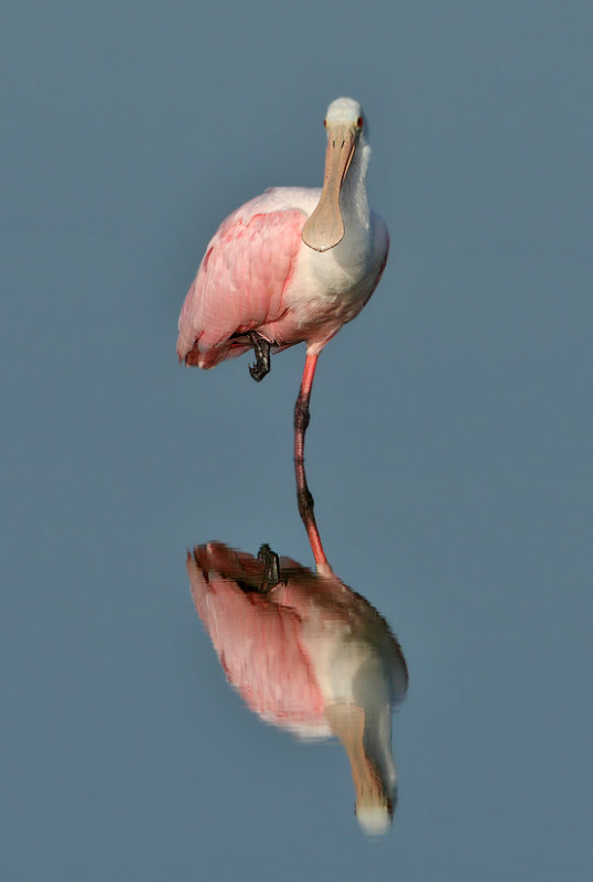 Spoonbill relection,Viera Wetlands, Fl.