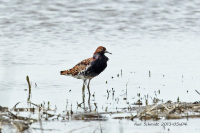 Ruff , in breeding colors but bad light