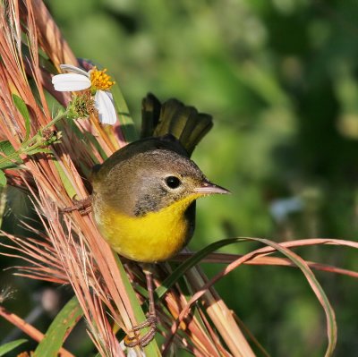 Common yellowthroat Warbler,1st winter male