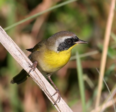 Common Yellowthroat Warbler