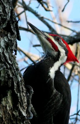 Pileated Woodpecker,male
