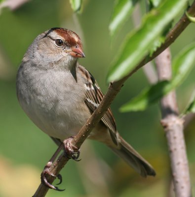 Sparrow, White-crowned