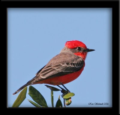 Vermilion Flycatcher,11-23-2006 Lake Jesup