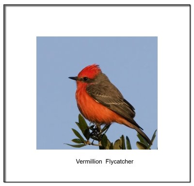 Framed Vermilion