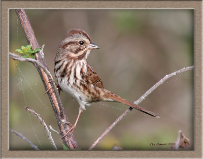  Sparrow, Savannah