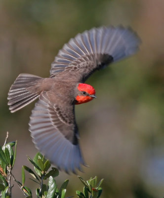 Vermilion Flycatcher,12-23-2006