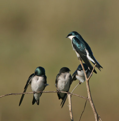 Birds of a feather ,Tree Swallows