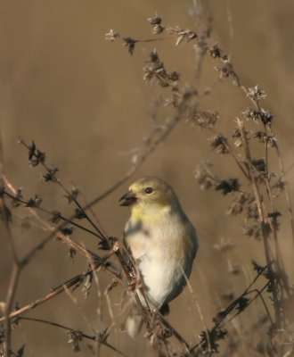 Goldfinch American