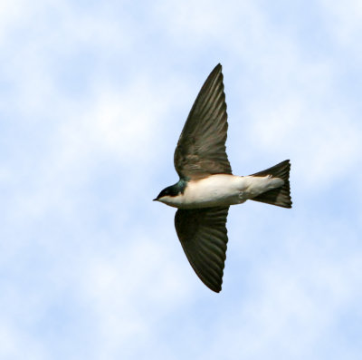 Tree Swallow,flight image