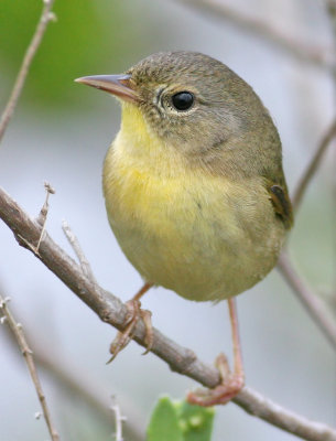 C-Yellowthroat.12-24-2006